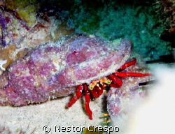 Hermit Crab, Diving at Culebra, P.R. by Nestor Crespo 